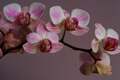 Phalaenopsis IMG_3856 Storczyk